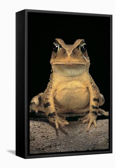 Bufo Brauni (Dead-Leaf Toad)-Paul Starosta-Framed Stretched Canvas