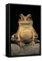 Bufo Brauni (Dead-Leaf Toad)-Paul Starosta-Framed Stretched Canvas