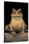 Bufo Brauni (Dead-Leaf Toad)-Paul Starosta-Stretched Canvas