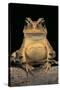 Bufo Brauni (Dead-Leaf Toad)-Paul Starosta-Stretched Canvas