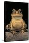 Bufo Brauni (Dead-Leaf Toad)-Paul Starosta-Framed Stretched Canvas