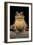 Bufo Brauni (Dead-Leaf Toad)-Paul Starosta-Framed Photographic Print