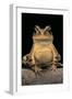 Bufo Brauni (Dead-Leaf Toad)-Paul Starosta-Framed Photographic Print