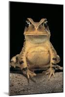 Bufo Brauni (Dead-Leaf Toad)-Paul Starosta-Mounted Photographic Print