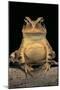 Bufo Brauni (Dead-Leaf Toad)-Paul Starosta-Mounted Photographic Print