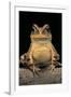 Bufo Brauni (Dead-Leaf Toad)-Paul Starosta-Framed Photographic Print