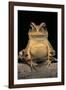 Bufo Brauni (Dead-Leaf Toad)-Paul Starosta-Framed Photographic Print