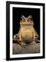 Bufo Brauni (Dead-Leaf Toad)-Paul Starosta-Framed Photographic Print