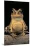 Bufo Brauni (Dead-Leaf Toad)-Paul Starosta-Mounted Photographic Print