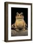 Bufo Brauni (Dead-Leaf Toad)-Paul Starosta-Framed Photographic Print