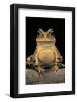 Bufo Brauni (Dead-Leaf Toad)-Paul Starosta-Framed Photographic Print