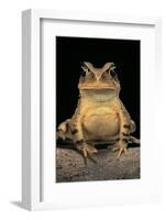 Bufo Brauni (Dead-Leaf Toad)-Paul Starosta-Framed Photographic Print