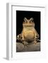 Bufo Brauni (Dead-Leaf Toad)-Paul Starosta-Framed Photographic Print