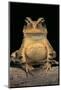 Bufo Brauni (Dead-Leaf Toad)-Paul Starosta-Mounted Photographic Print