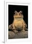 Bufo Brauni (Dead-Leaf Toad)-Paul Starosta-Framed Photographic Print