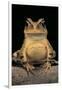 Bufo Brauni (Dead-Leaf Toad)-Paul Starosta-Framed Photographic Print