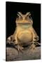 Bufo Brauni (Dead-Leaf Toad)-Paul Starosta-Stretched Canvas