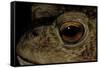 Bufo Bufo (European Toad, Common Toad) - Eye-Paul Starosta-Framed Stretched Canvas