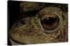 Bufo Bufo (European Toad, Common Toad) - Eye-Paul Starosta-Stretched Canvas