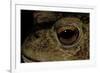 Bufo Bufo (European Toad, Common Toad) - Eye-Paul Starosta-Framed Photographic Print