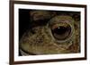 Bufo Bufo (European Toad, Common Toad) - Eye-Paul Starosta-Framed Photographic Print