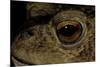 Bufo Bufo (European Toad, Common Toad) - Eye-Paul Starosta-Mounted Photographic Print