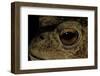 Bufo Bufo (European Toad, Common Toad) - Eye-Paul Starosta-Framed Photographic Print