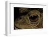 Bufo Bufo (European Toad, Common Toad) - Eye-Paul Starosta-Framed Photographic Print