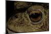 Bufo Bufo (European Toad, Common Toad) - Eye-Paul Starosta-Mounted Photographic Print