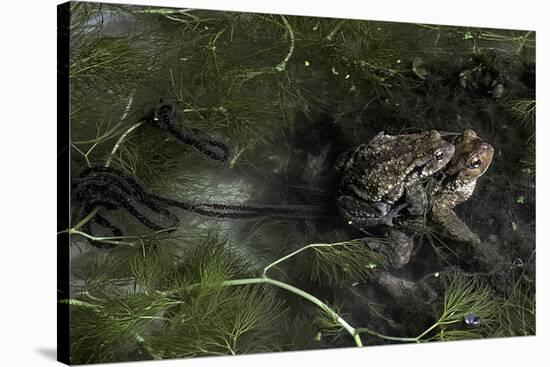 Bufo Bufo (European Toad, Common Toad) - Mating-Paul Starosta-Stretched Canvas