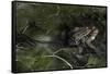 Bufo Bufo (European Toad, Common Toad) - Mating-Paul Starosta-Framed Stretched Canvas