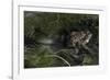 Bufo Bufo (European Toad, Common Toad) - Mating-Paul Starosta-Framed Photographic Print