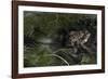 Bufo Bufo (European Toad, Common Toad) - Mating-Paul Starosta-Framed Photographic Print