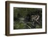 Bufo Bufo (European Toad, Common Toad) - Mating-Paul Starosta-Framed Photographic Print
