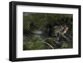 Bufo Bufo (European Toad, Common Toad) - Mating-Paul Starosta-Framed Photographic Print