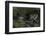 Bufo Bufo (European Toad, Common Toad) - Mating-Paul Starosta-Framed Photographic Print