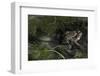 Bufo Bufo (European Toad, Common Toad) - Mating-Paul Starosta-Framed Photographic Print