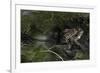 Bufo Bufo (European Toad, Common Toad) - Mating-Paul Starosta-Framed Photographic Print