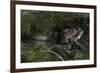 Bufo Bufo (European Toad, Common Toad) - Mating-Paul Starosta-Framed Photographic Print