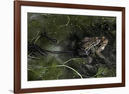 Bufo Bufo (European Toad, Common Toad) - Mating-Paul Starosta-Framed Photographic Print