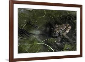 Bufo Bufo (European Toad, Common Toad) - Mating-Paul Starosta-Framed Photographic Print