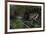 Bufo Bufo (European Toad, Common Toad) - Mating-Paul Starosta-Framed Photographic Print