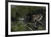 Bufo Bufo (European Toad, Common Toad) - Mating-Paul Starosta-Framed Photographic Print