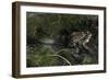 Bufo Bufo (European Toad, Common Toad) - Mating-Paul Starosta-Framed Photographic Print