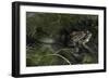 Bufo Bufo (European Toad, Common Toad) - Mating-Paul Starosta-Framed Photographic Print