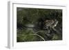 Bufo Bufo (European Toad, Common Toad) - Mating-Paul Starosta-Framed Photographic Print