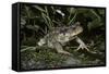Bufo Bufo (European Toad, Common Toad)-Paul Starosta-Framed Stretched Canvas