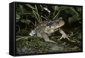 Bufo Bufo (European Toad, Common Toad)-Paul Starosta-Framed Stretched Canvas