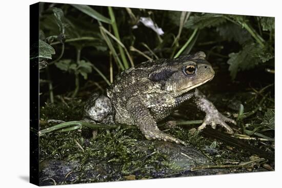 Bufo Bufo (European Toad, Common Toad)-Paul Starosta-Stretched Canvas