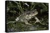 Bufo Bufo (European Toad, Common Toad)-Paul Starosta-Stretched Canvas